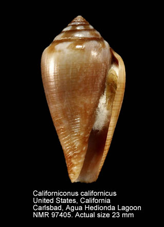 Californiconus californicus (3).jpg - Californiconus californicus(Reeve,1844)